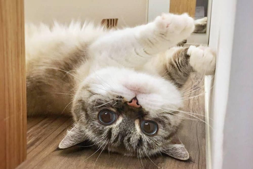 Instagram.com/littlemunchiepooky