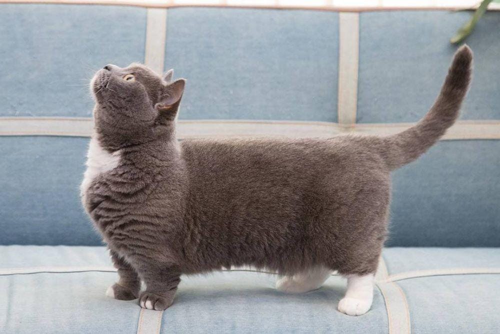 Instagram.com/omame_munchkin