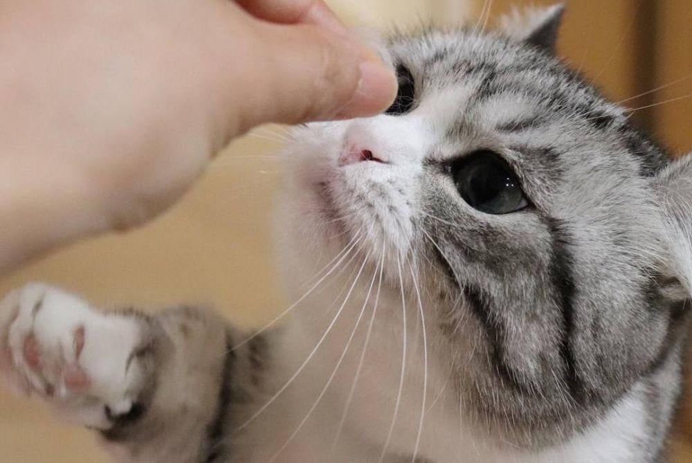 Instagram.com/mugimeshi323