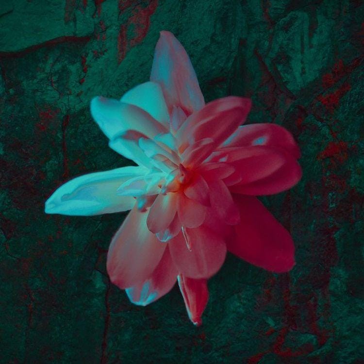 instagram.com/barasuara