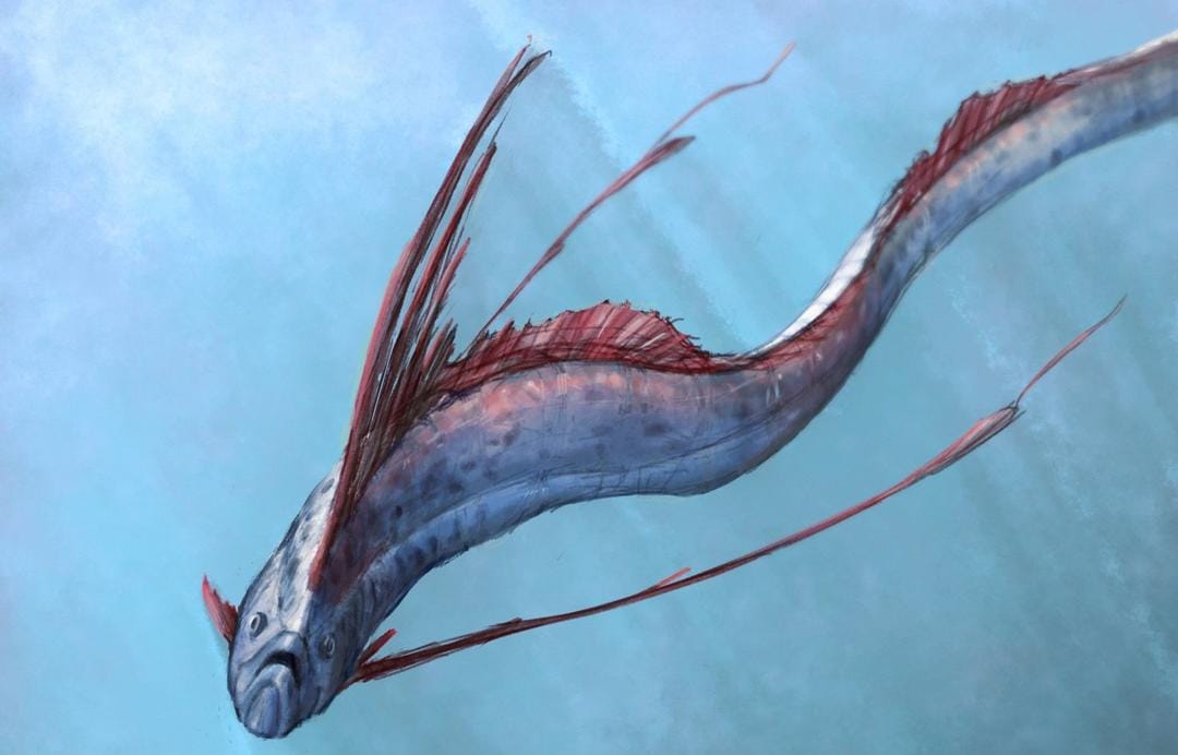 9 Fakta Oarfish, Makhluk Laut yang Dianggap Jadi Penanda Bencana