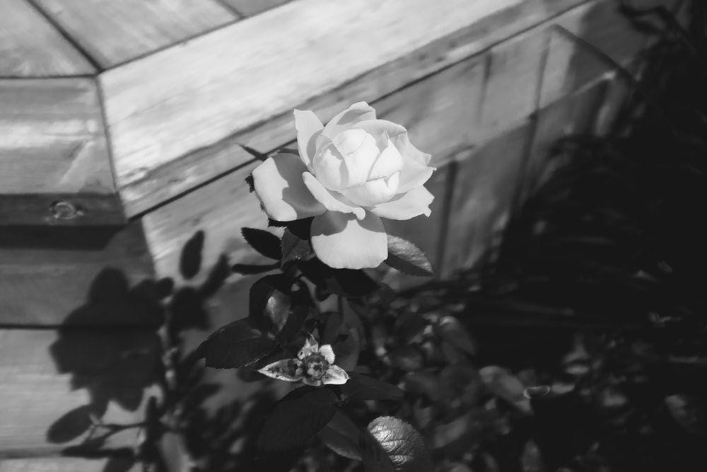 unsplash.com/Tristan Gevaux