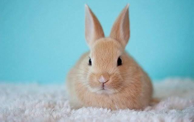Petsthattravel.com