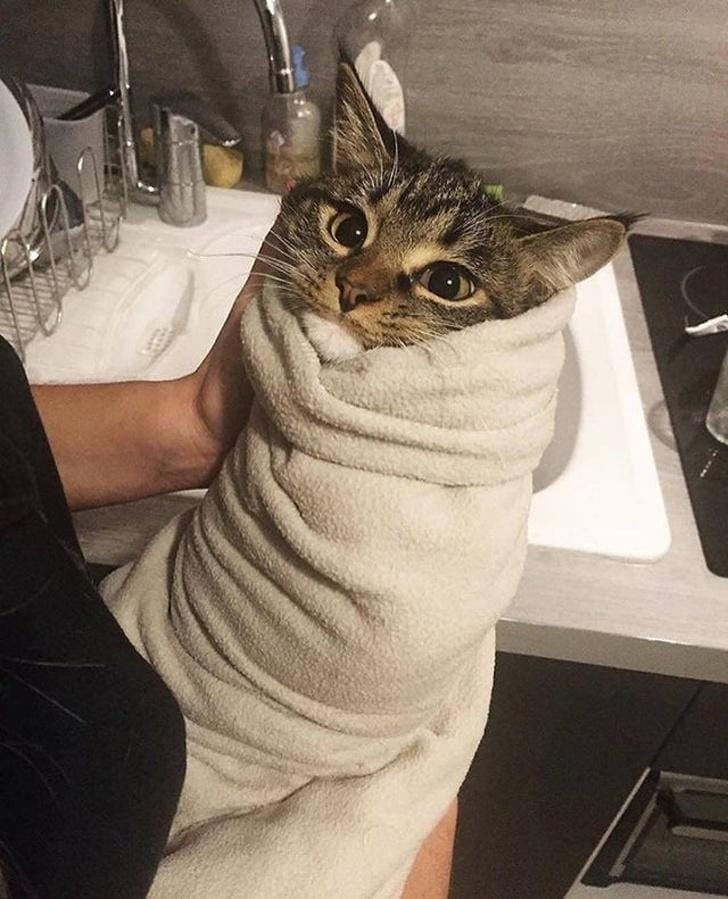 Reddit.com/ GrassFedSnoo