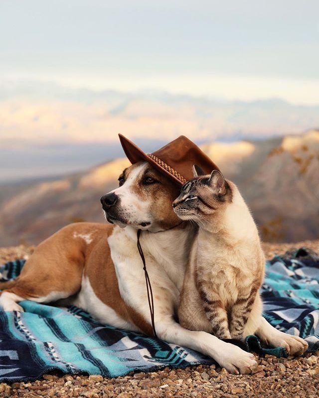 instagram.com/ henrythecoloradodog