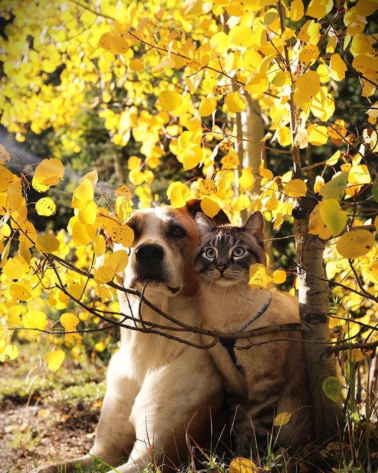 instagram.com/ henrythecoloradodog