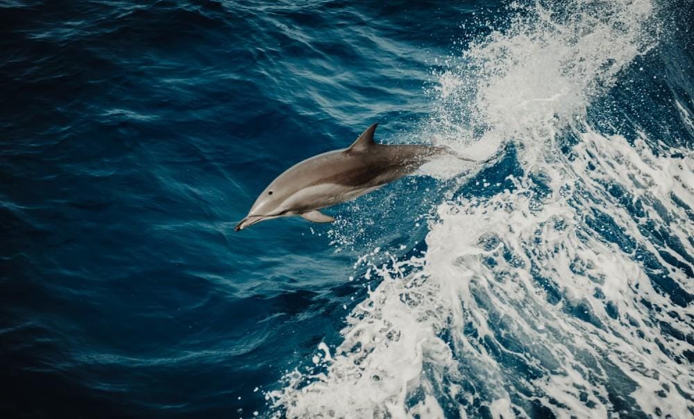 unsplash.com/FlavioGasperini