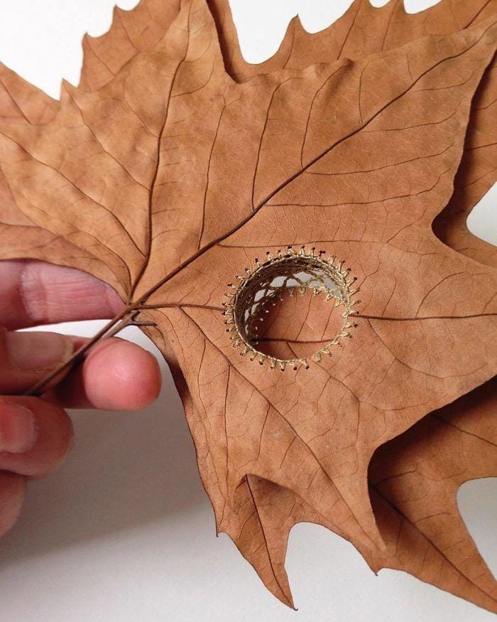 Instagram.com/susanna_bauer