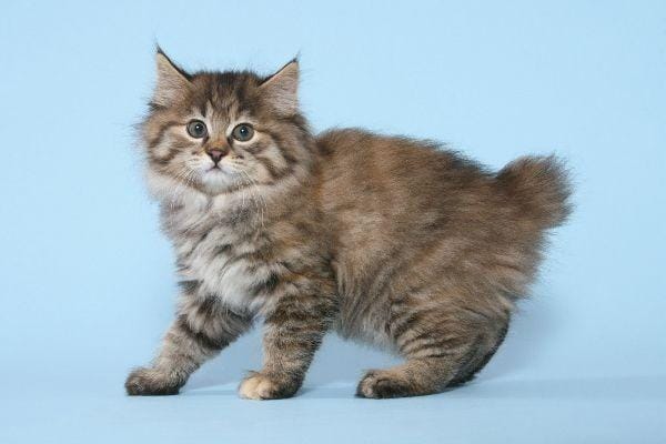 catster.com
