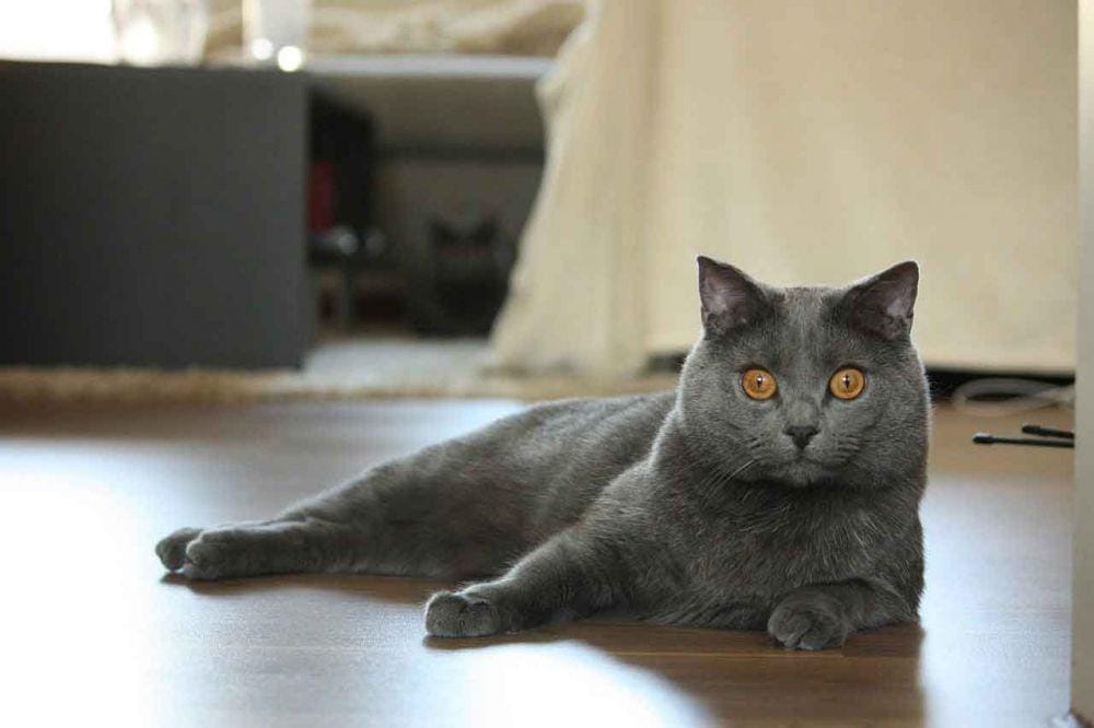 petsfeed.co