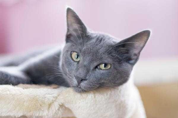 catbreed.org