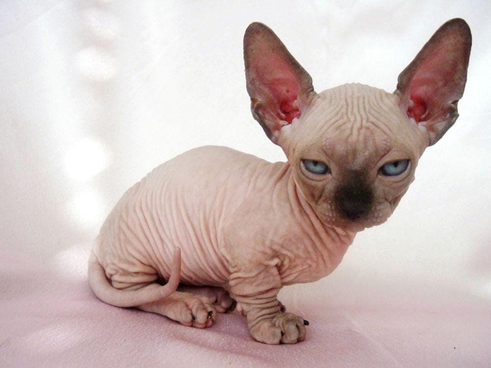 catvills.com