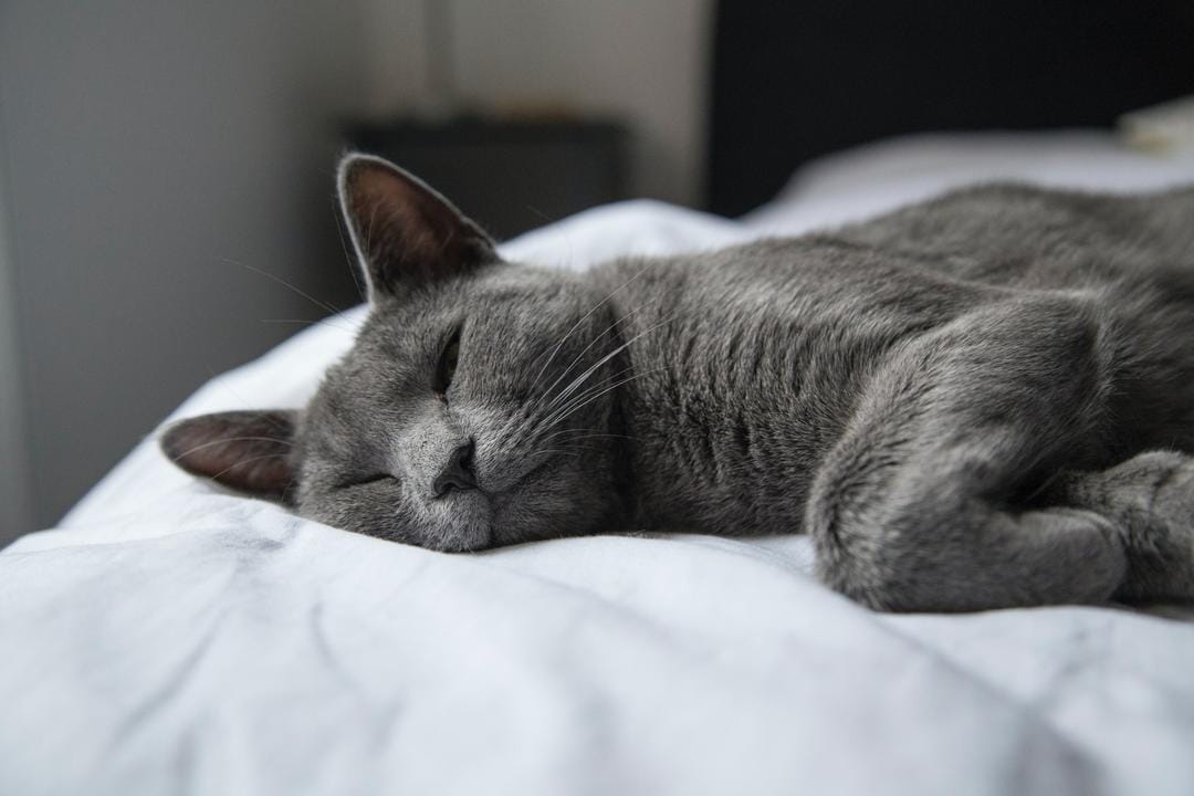 Mau Pelihara Kucing? Simak 12 Kucing Paling Langka di Dunia Ini Yuk!