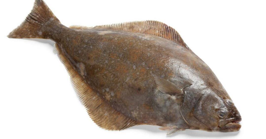 Thefishsite.com