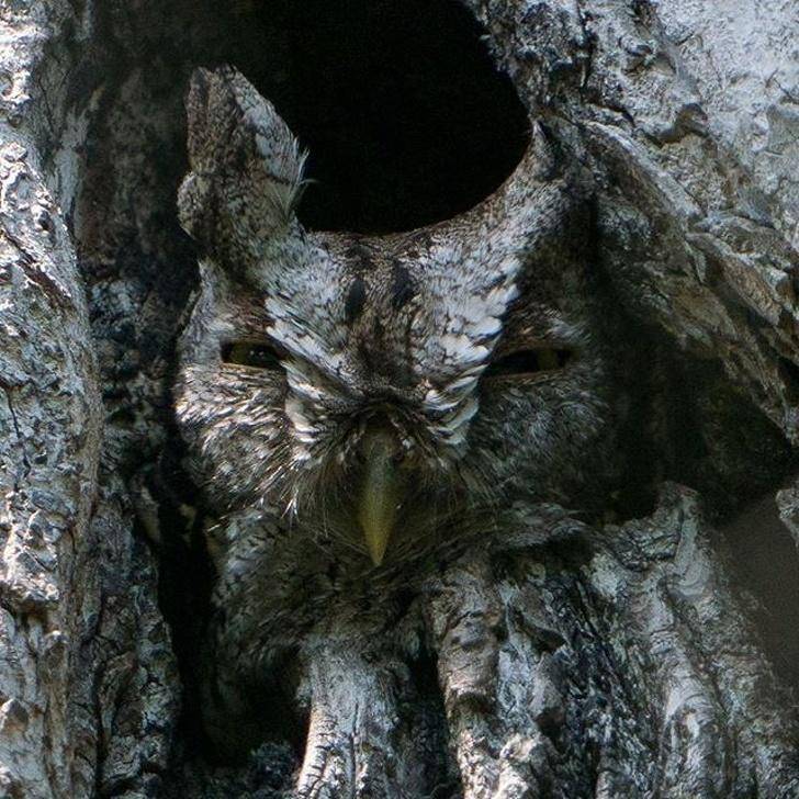 twitter.com/ USFWS