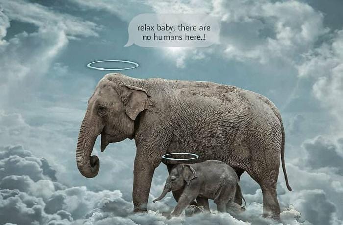 7 Ilustrasi Menyentuh Para Seniman untuk Kematian Gajah di Kerala