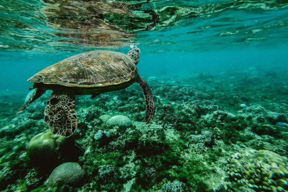 Pexels.com / Belle Co