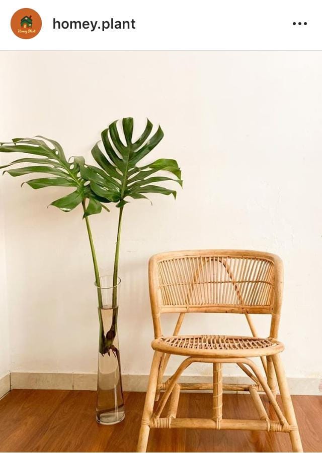 Instagram.com/homey.plant
