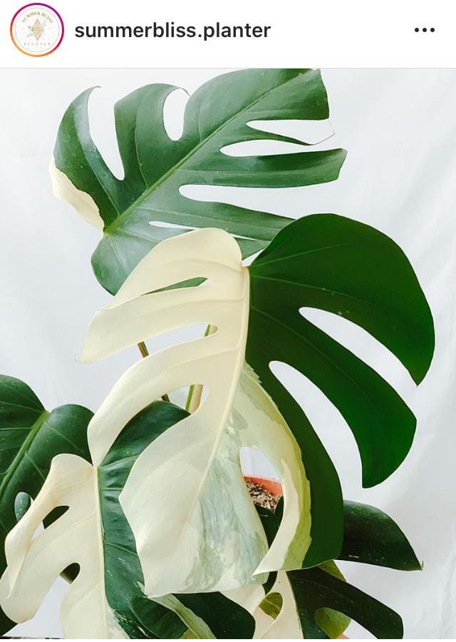 Instagram.com/summerbliss.planter