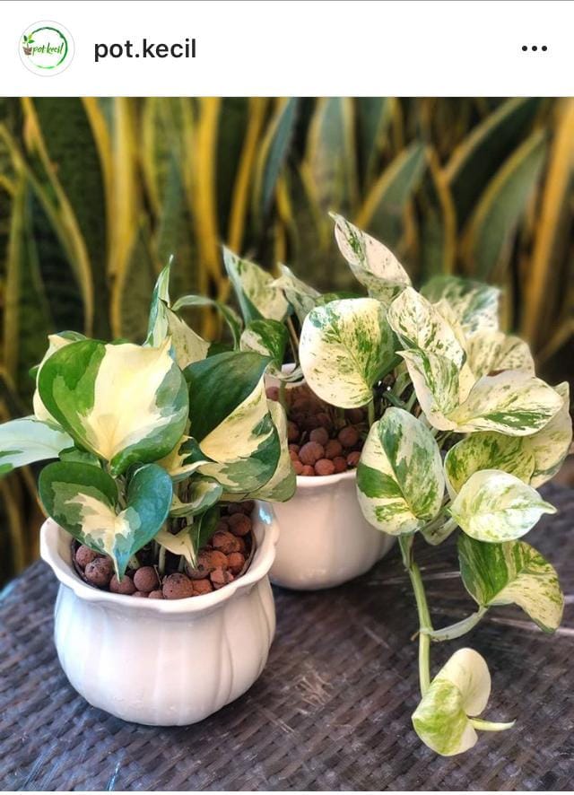 Instagram.com/pot.kecil