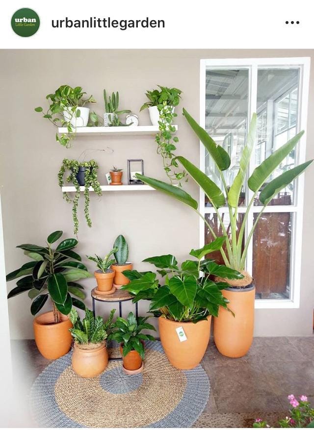 Instagram.com/urbanlittlegarden