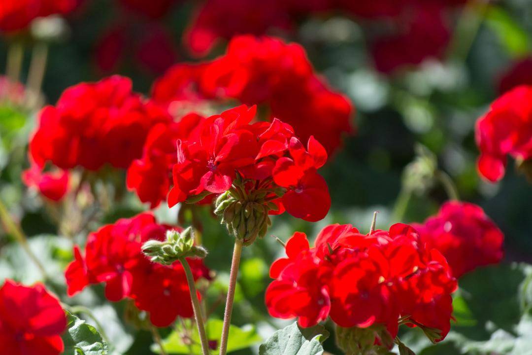 gardeningknowhow.com
