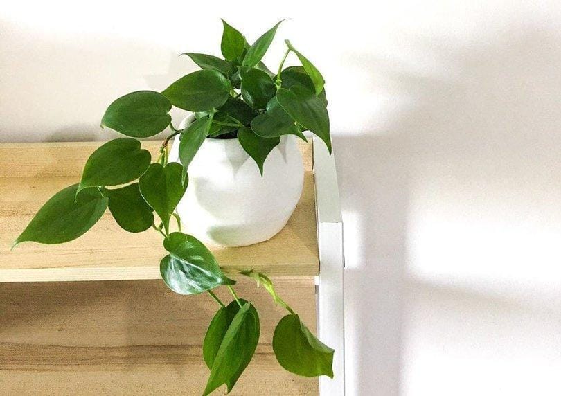 Instagram.com/_fikaliving