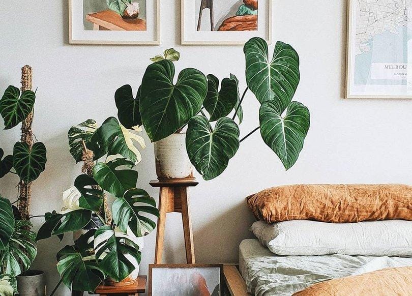 Instagram.com/Plantsbybenny