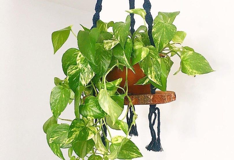 Instagram.com/Plantandonape