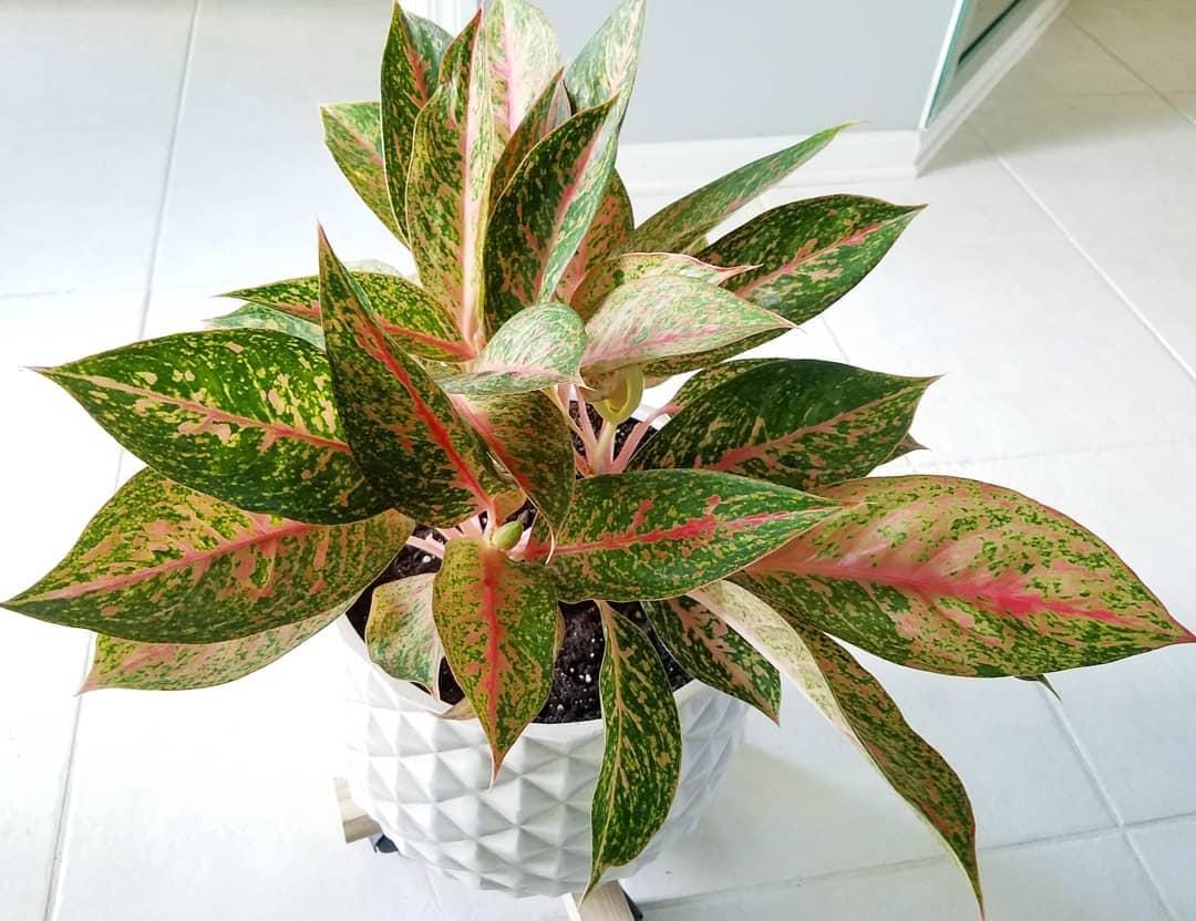 Instagram.com/I_love_tanum