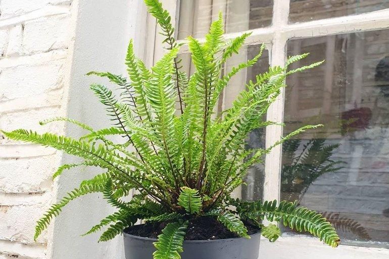 Instagram.com/Thearchwayplanter