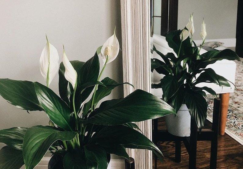 Instagram.com/Aminaminax