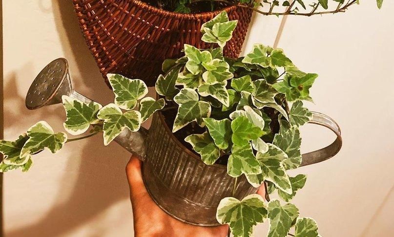 Instagram.com/Sheas_plants