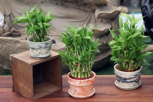 Instagram.com/Nurturinggreen