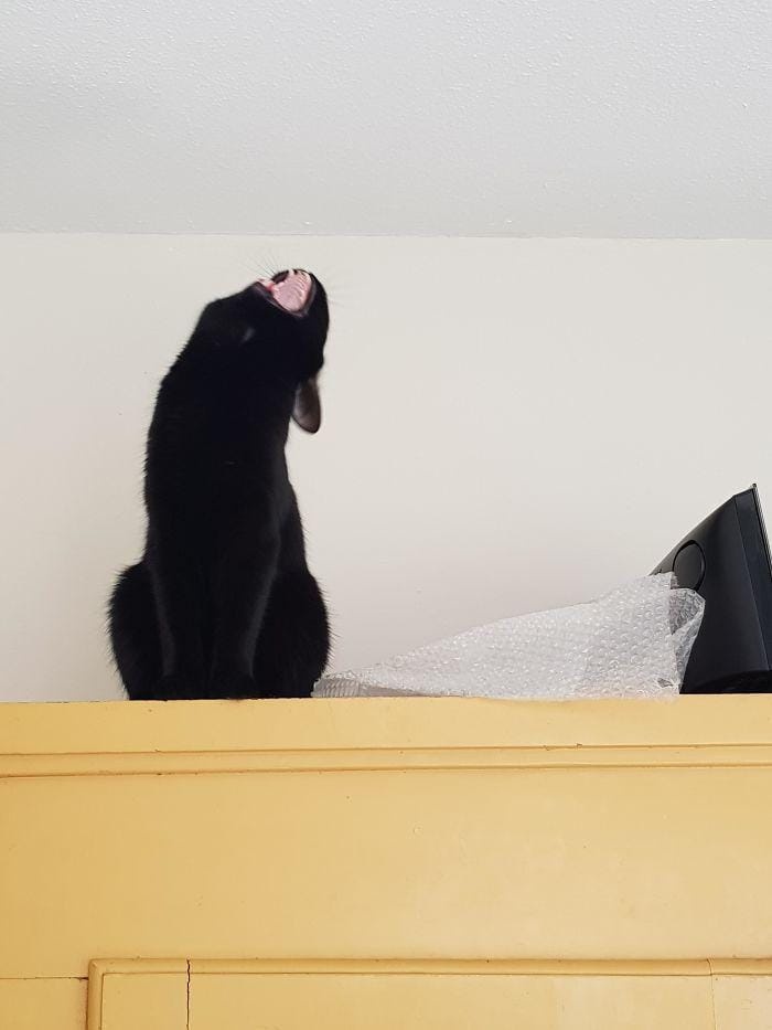 boredpanda.com/cutecatsinspace