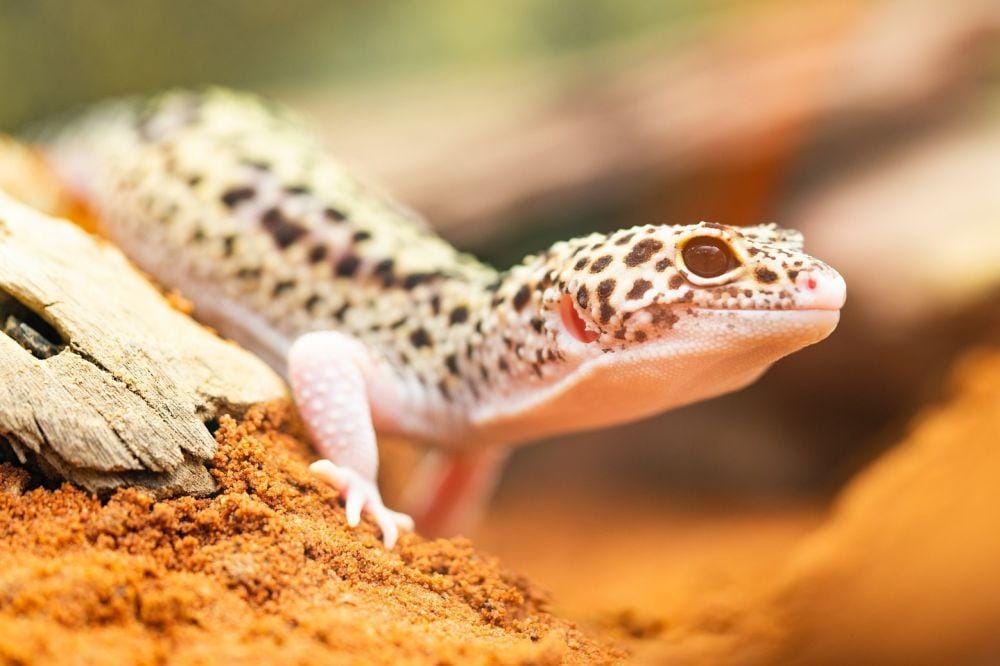 Pixabay.com/torstensimon-5039407