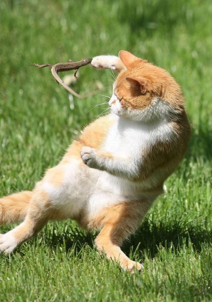 boredpanda.com/giottomkd