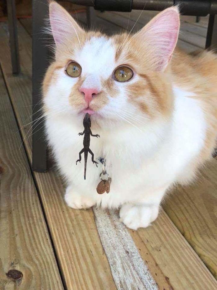 boredpanda.com/meowsondeck