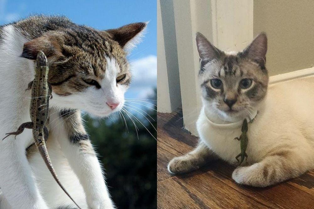 Kocak, Ini 11 Foto Lucu Tali Persahabatan Antara Kucing dan Kadal