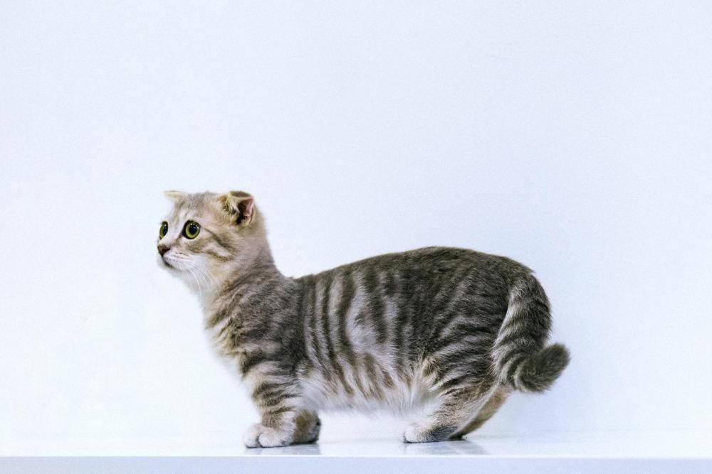 Unik dan Berkarakter, Ini 7 Cara Merawat Kucing Munchkin