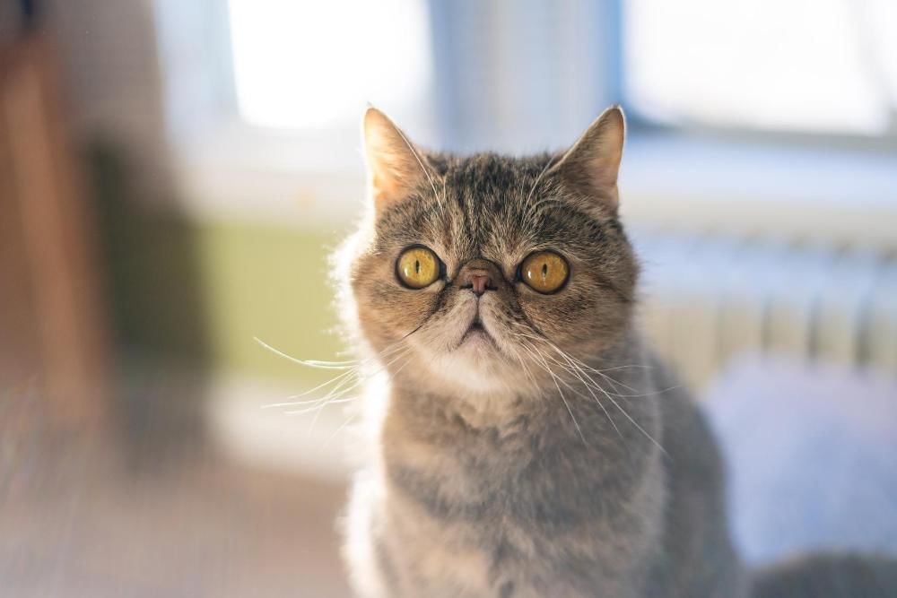 Unsplash.com/Dan Wayman