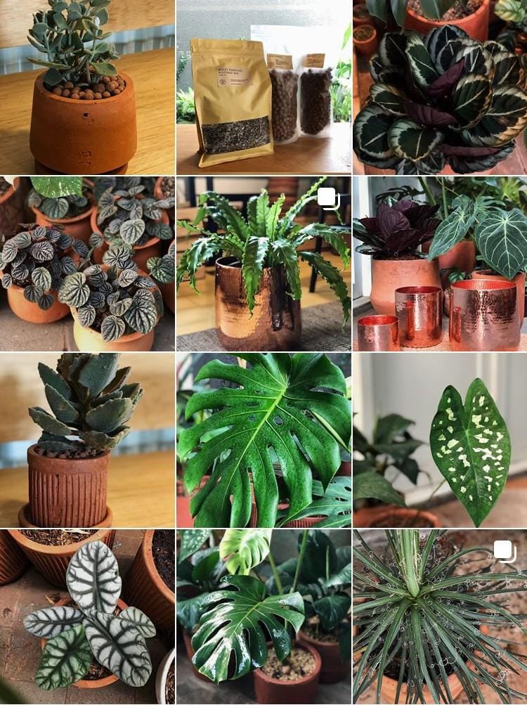 Instagram.com/plantisetjava