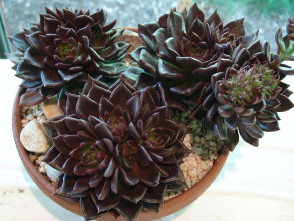 worldofsucculents.com