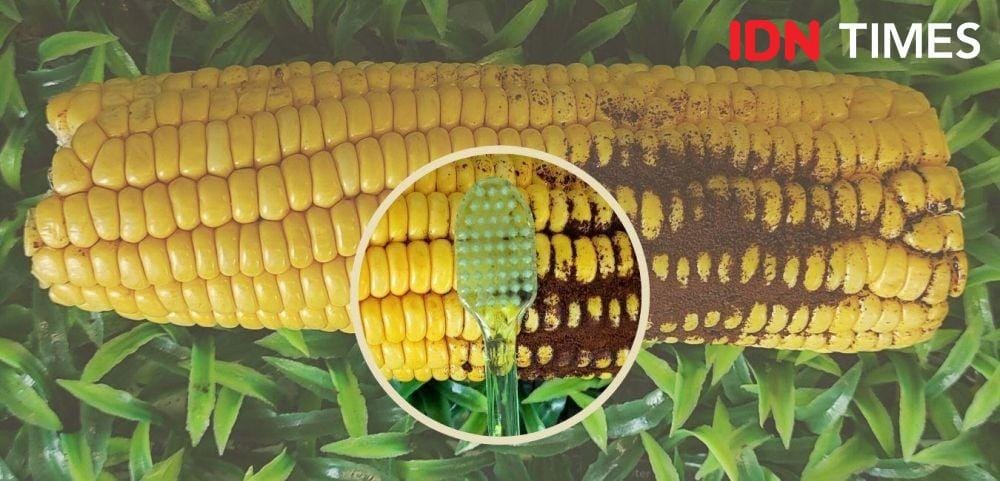 IDN Times/Karsa Adiguna