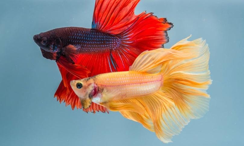 Petcentral.chewy.com