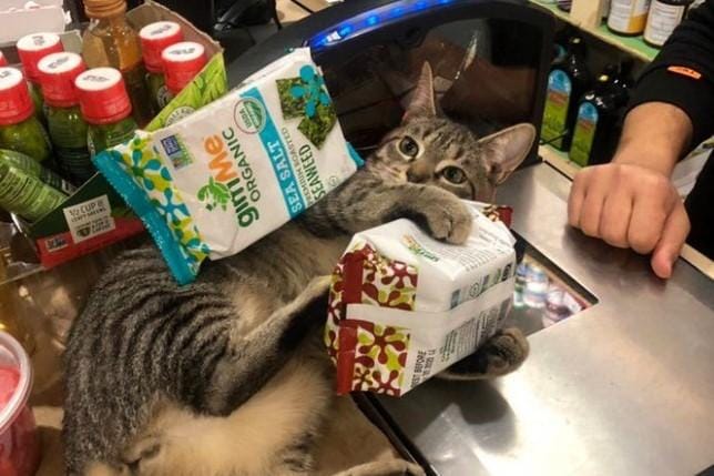 Badung Sekali, 11 Potret Lucu Kucing di Supermarket Ini Bikin Ketawa
