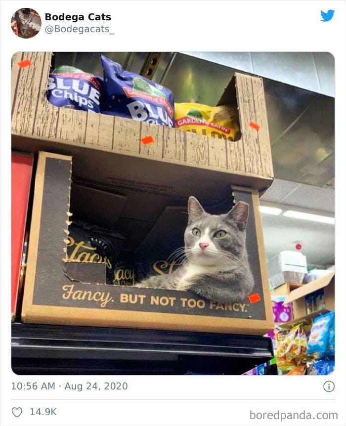twitter.com/bodegacats_