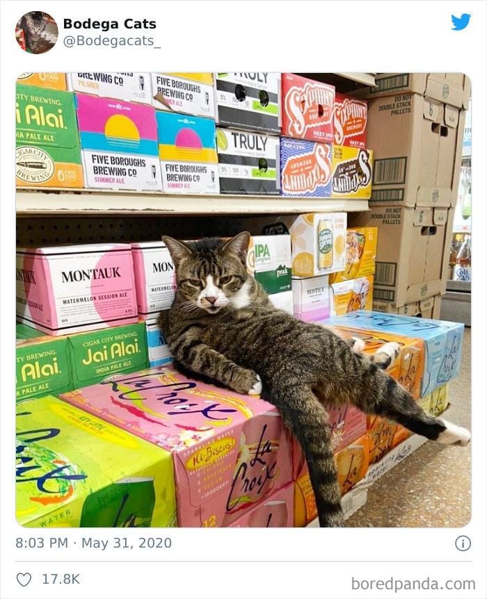 twitter.com/bodegacats_