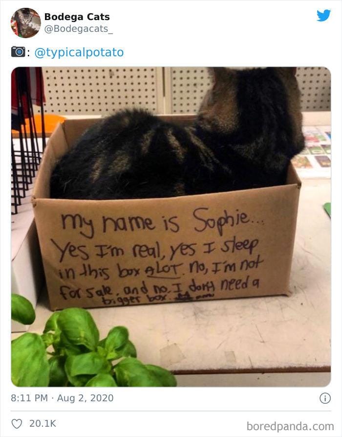 twitter.com/bodegacats_