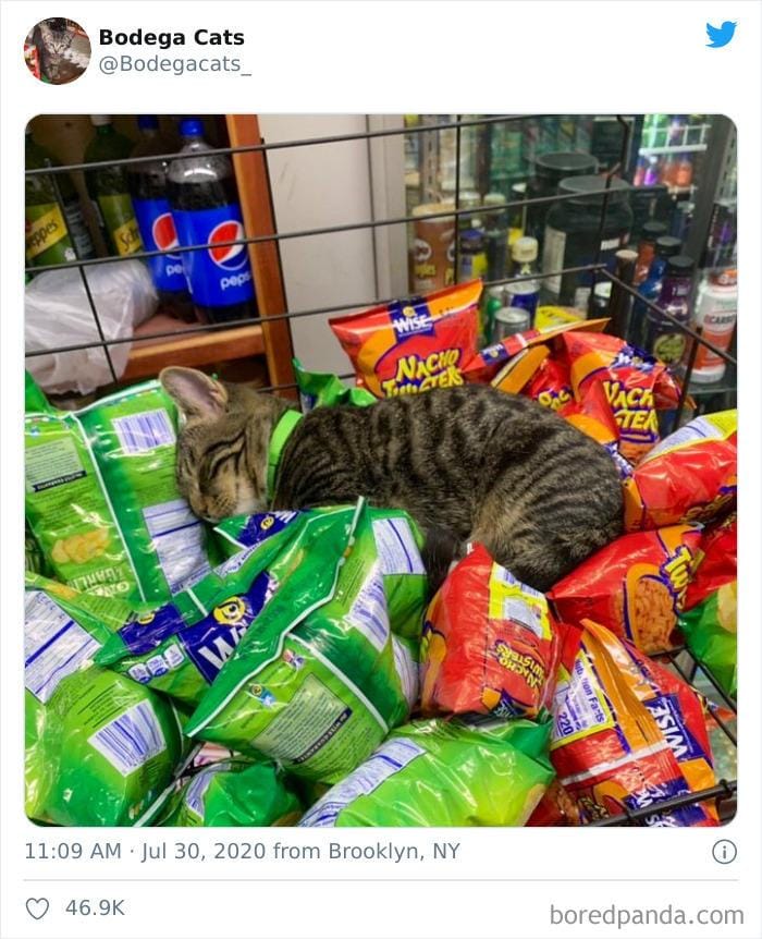 twitter.com/bodegacats_